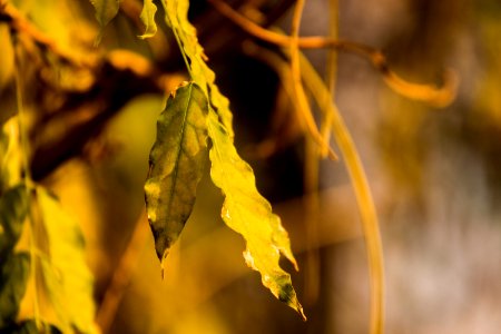 Leaf Yellow Branch Close Up