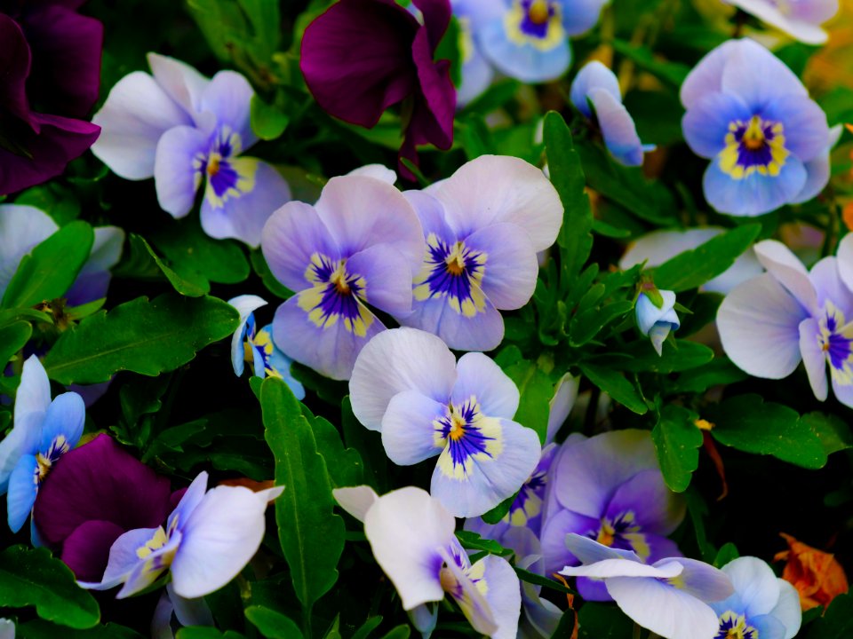 Flower Blue Plant Flowering Plant