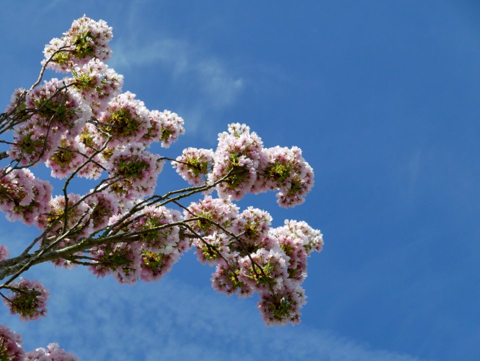 Sky Tree Blossom Flora