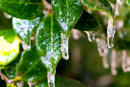 Water Drop Leaf Close Up