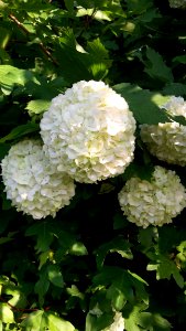 Flower Plant Flowering Plant Viburnum
