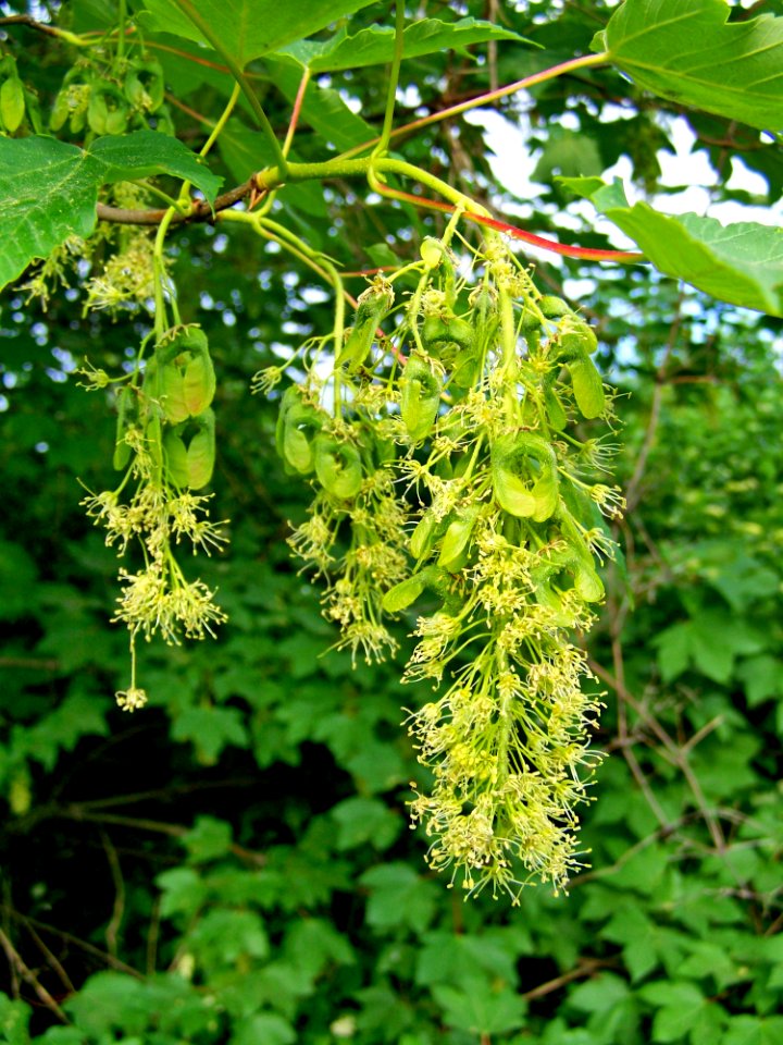 Plant Flora Tree Humulus Lupulus