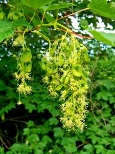 Plant Flora Tree Humulus Lupulus