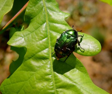 Insect Leaf Beetle Leaf Beetle