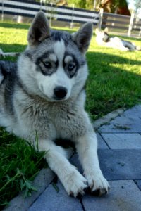 Dog Like Mammal Dog Siberian Husky Dog Breed photo