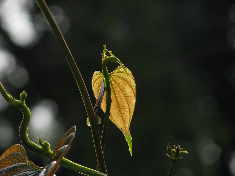 Climbers climbing plants