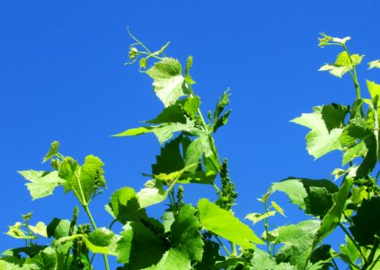 Sky Grapevine Family Leaf Flora