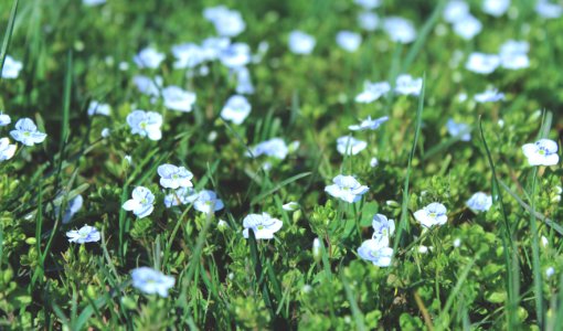 Flower Flora Plant Grass