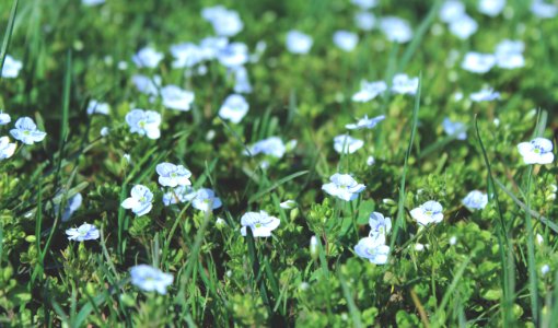 Flower Flora Plant Grass photo