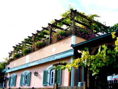 House Architecture Tree Plant