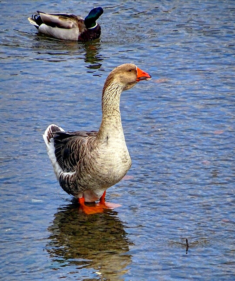 Bird Water Bird Water Duck