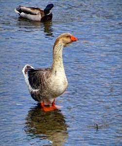 Bird Water Bird Water Duck