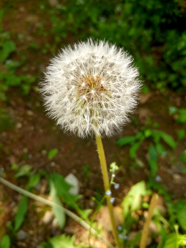 Flower Dandelion Plant Flora