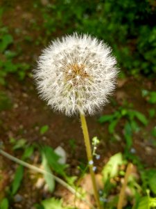 Flower Dandelion Plant Flora
