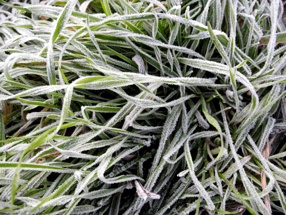 Plant Grass Frost