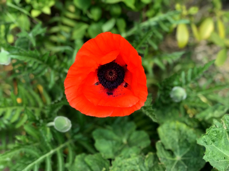 Flower Poppy Wildflower Poppy Family