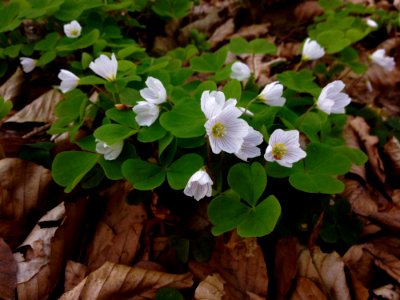 Plant Flower Flora Wildflower