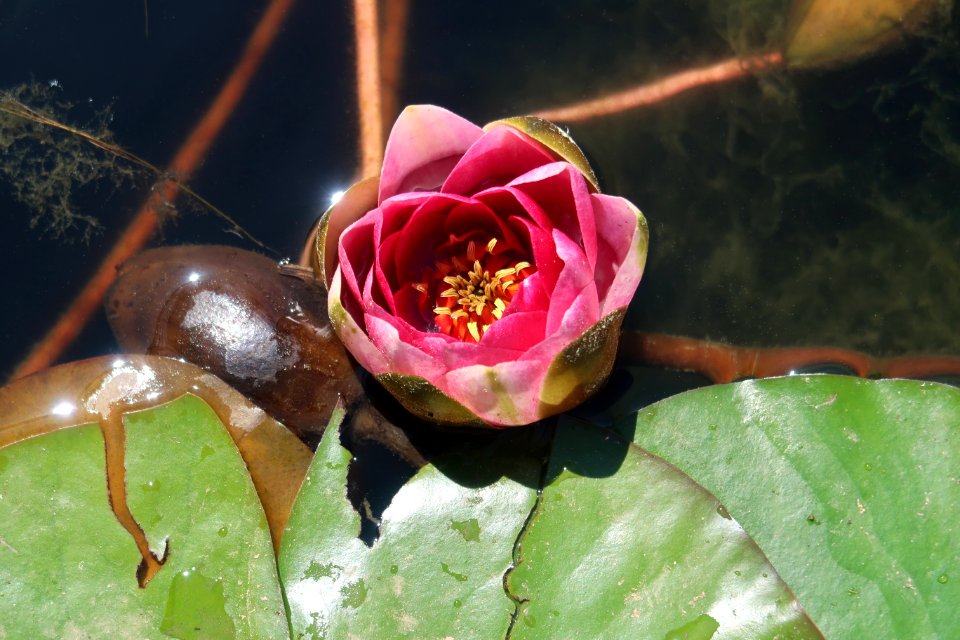 Flower Plant Pink Flowering Plant
