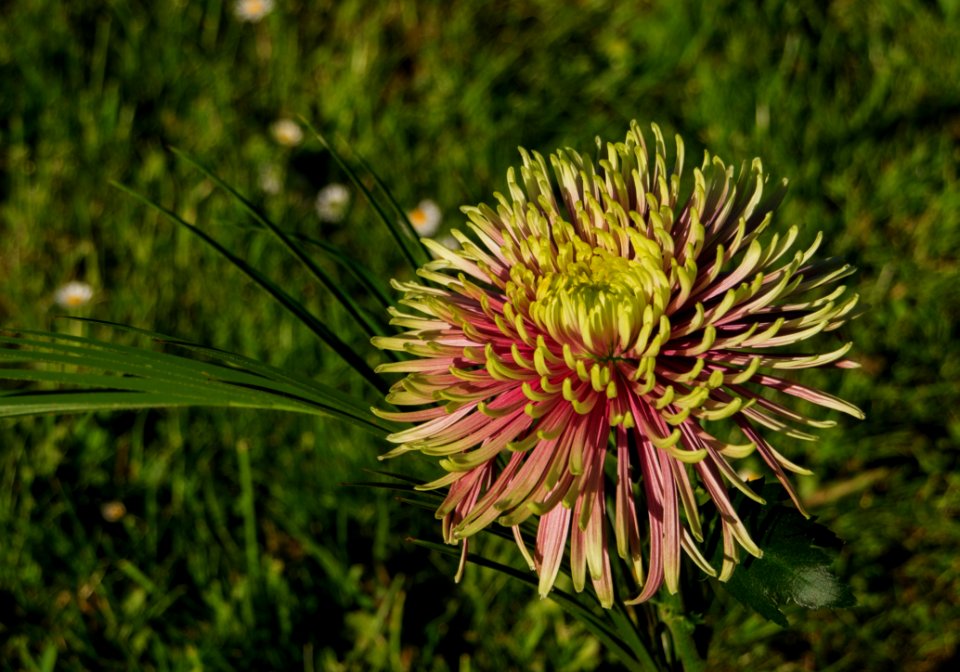Plant Flower Flora Thistle