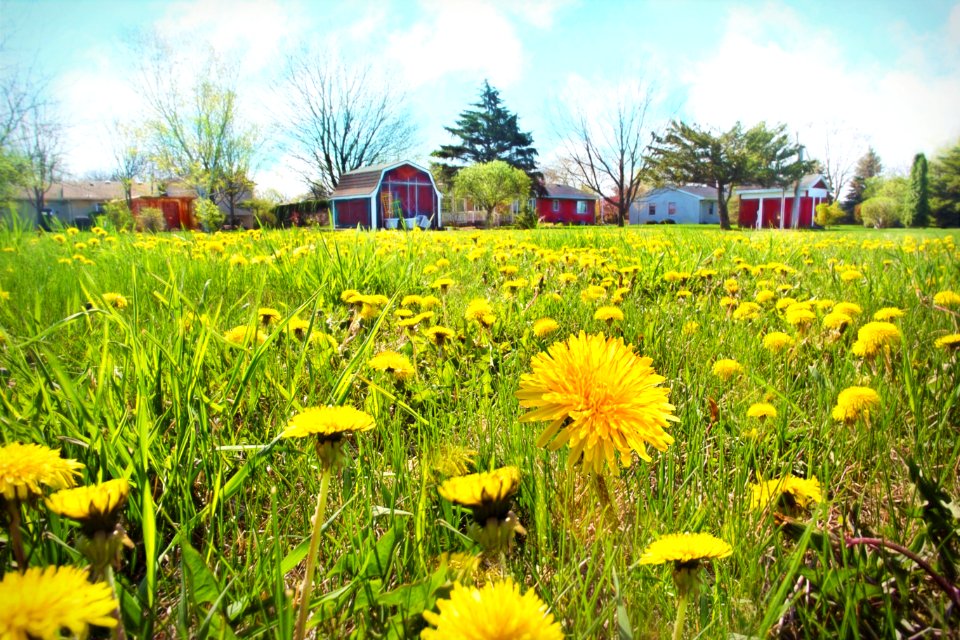 Flower Yellow Meadow Field