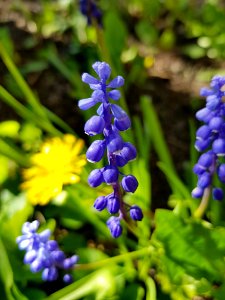 Plant Flower Flora Hyacinth