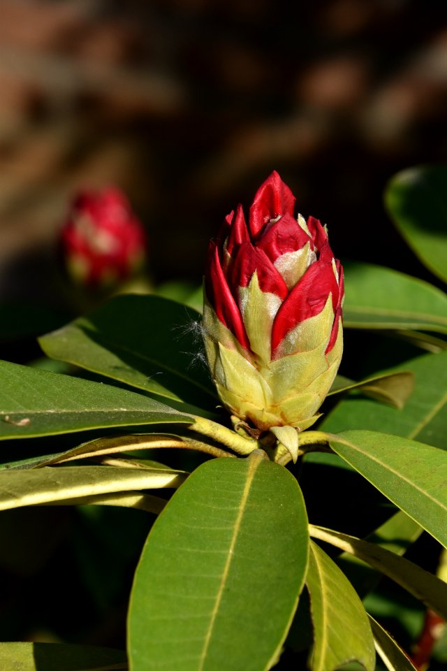 Plant Flower Bud Flora