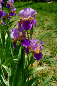 Flower Plant Flowering Plant Iris Versicolor