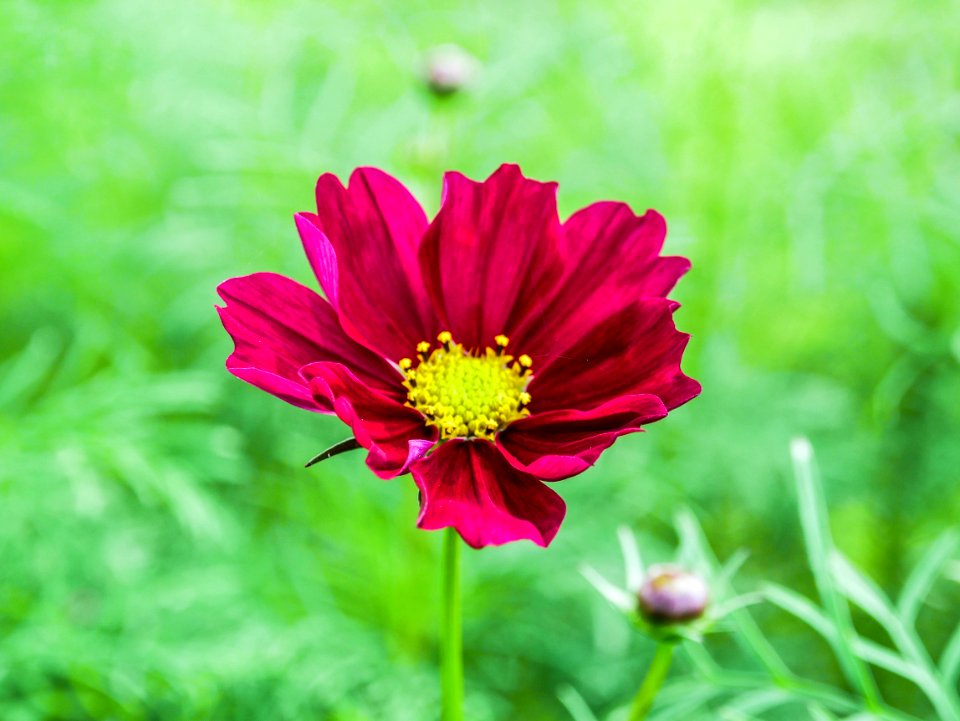Flower Garden Cosmos Plant Flora