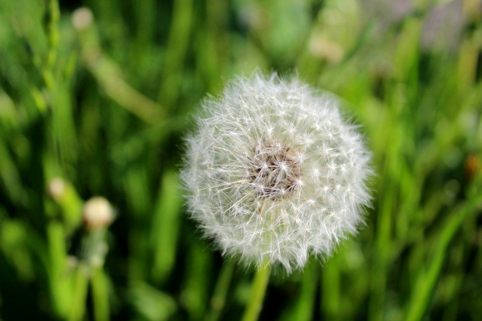 Flower Dandelion Flora Close Up