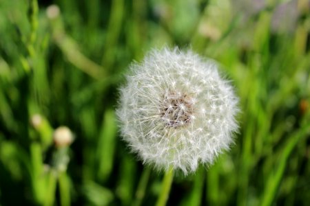Flower Dandelion Flora Close Up