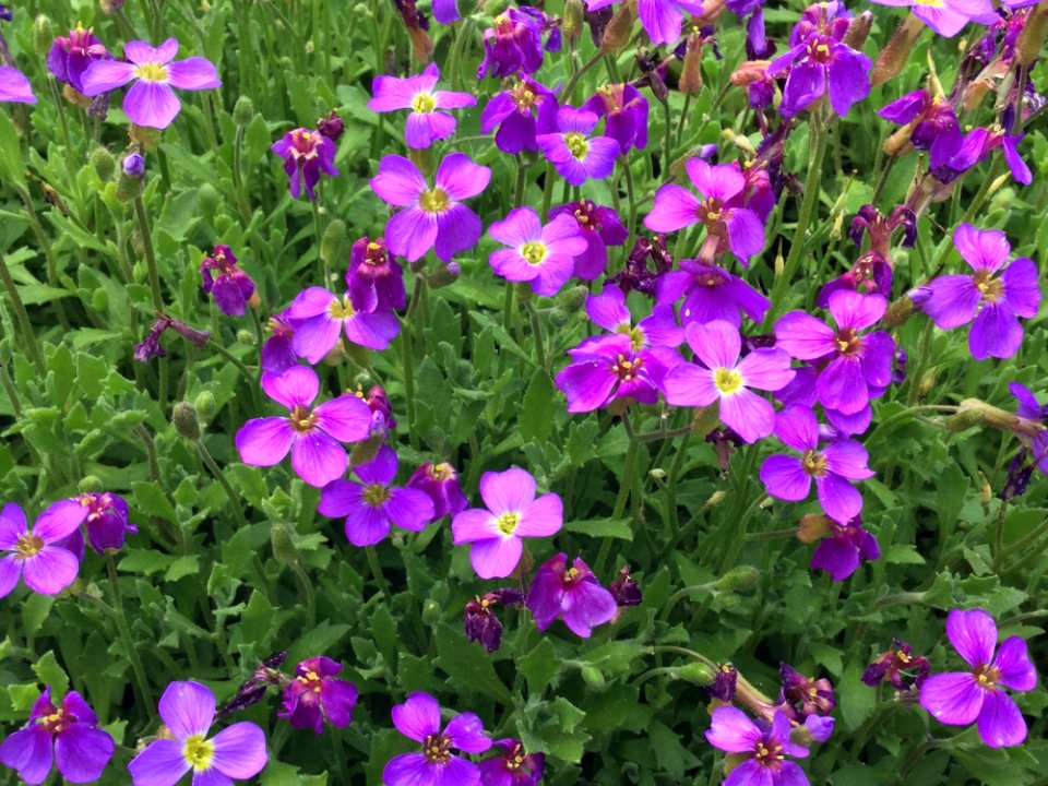 Flower Plant Aubretia Flowering Plant
