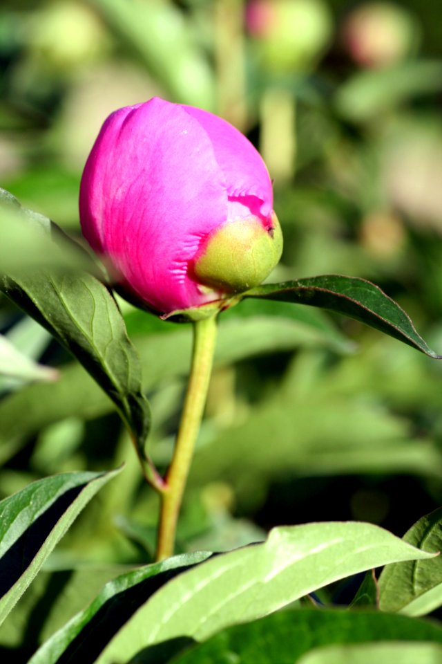 Flower Plant Peony Bud
