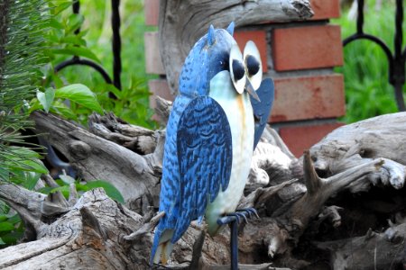 Fauna Beak Bird Parrot photo