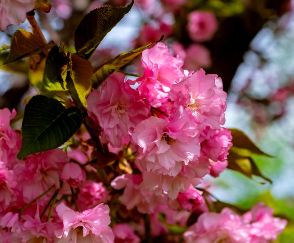 Pink Blossom Flower Cherry Blossom