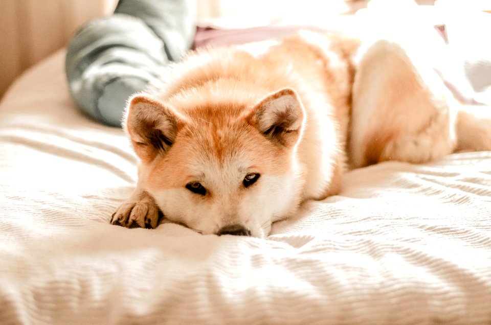Dog Dog Like Mammal Dog Breed Dog Breed Group