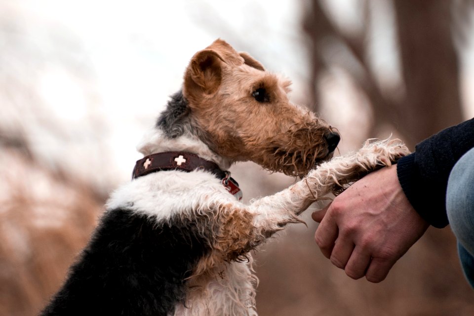Dog Dog Breed Dog Like Mammal Wire Hair Fox Terrier