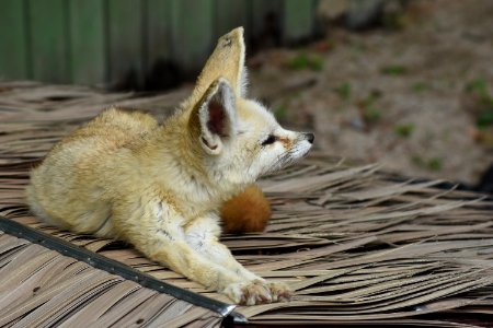 Fox Fauna Red Fox Wildlife photo