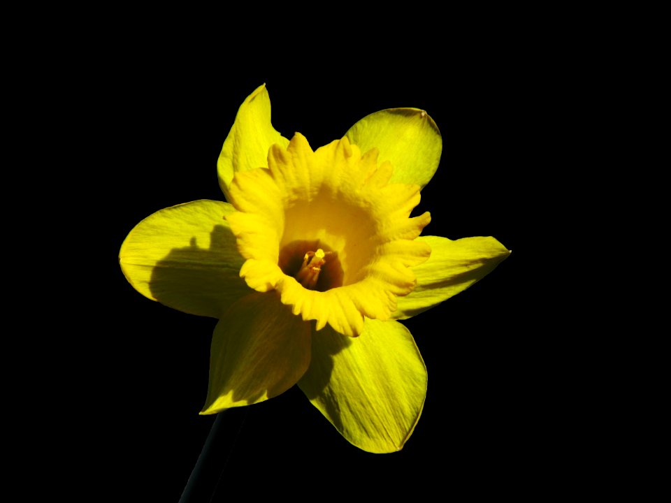 Flower Yellow Flora Flowering Plant