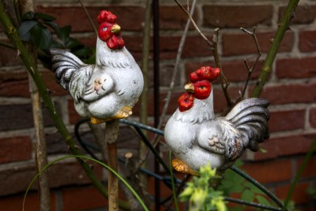Chicken Rooster Galliformes Bird photo