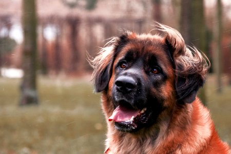 Dog Dog Breed Dog Like Mammal Leonberger