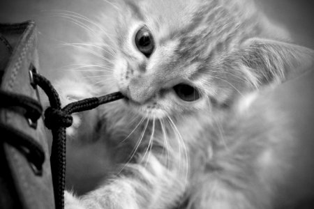 Cat Whiskers Black And White Face photo
