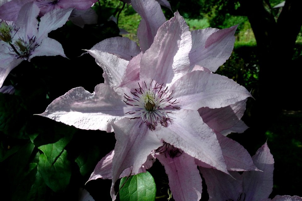 Flower Plant Flora Clematis