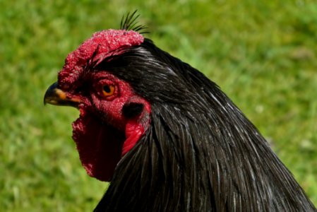 Chicken Beak Rooster Galliformes photo