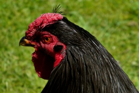 Chicken Beak Rooster Galliformes