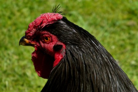 Chicken Beak Rooster Galliformes