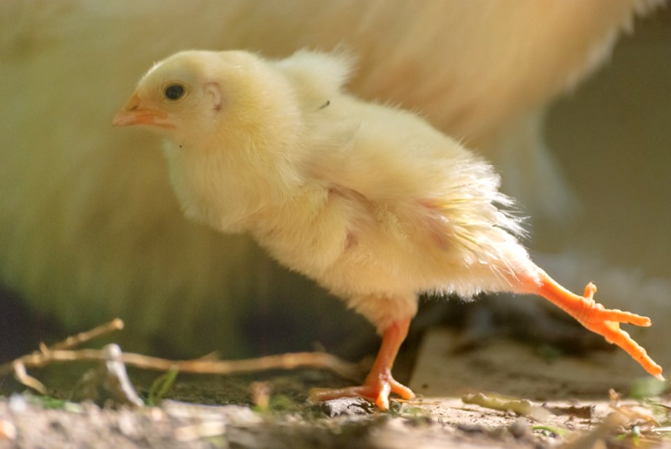 Beak Bird Fauna Chicken