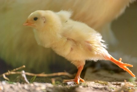 Beak Bird Fauna Chicken photo