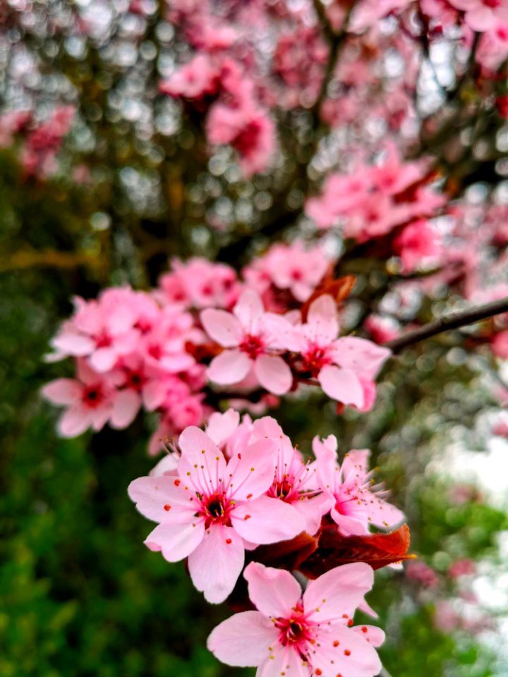 Flower Pink Blossom Plant