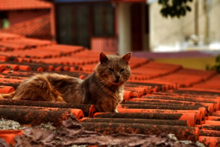 Cat Small To Medium Sized Cats Fauna Whiskers photo