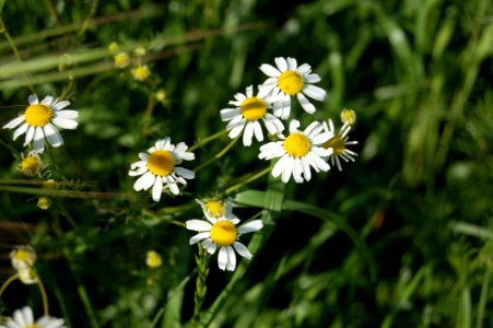 Flower Chamaemelum Nobile Flora Plant